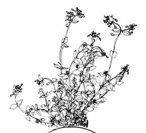 Common Chickweed, Mulled Cider, and Other Syndicated Features